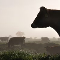 Sửa luật KiwiSaver New Zealand: Gỡ khó cho lao động nông thôn mua nhà
