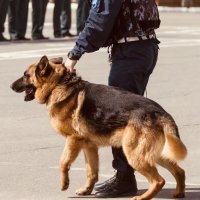 Hamilton: Hai người đàn ông bị bắt sau vụ tấn công cảnh sát và cảnh khuyển