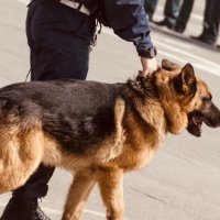 Hamilton: Hai người đàn ông bị bắt sau vụ tấn công cảnh sát và cảnh khuyển