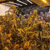 Triệt phá 'công xưởng' cần sa tinh vi tại New Zealand: Thu giữ gần 500 cây