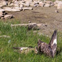 Cúm Gia Cầm H5N1 Chính Thức Xâm Nhập New Zealand: Những Điều Bạn Cần Biết