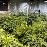 16 người Việt bị bắt liên quan đến trồng cần sa tại Rotorua